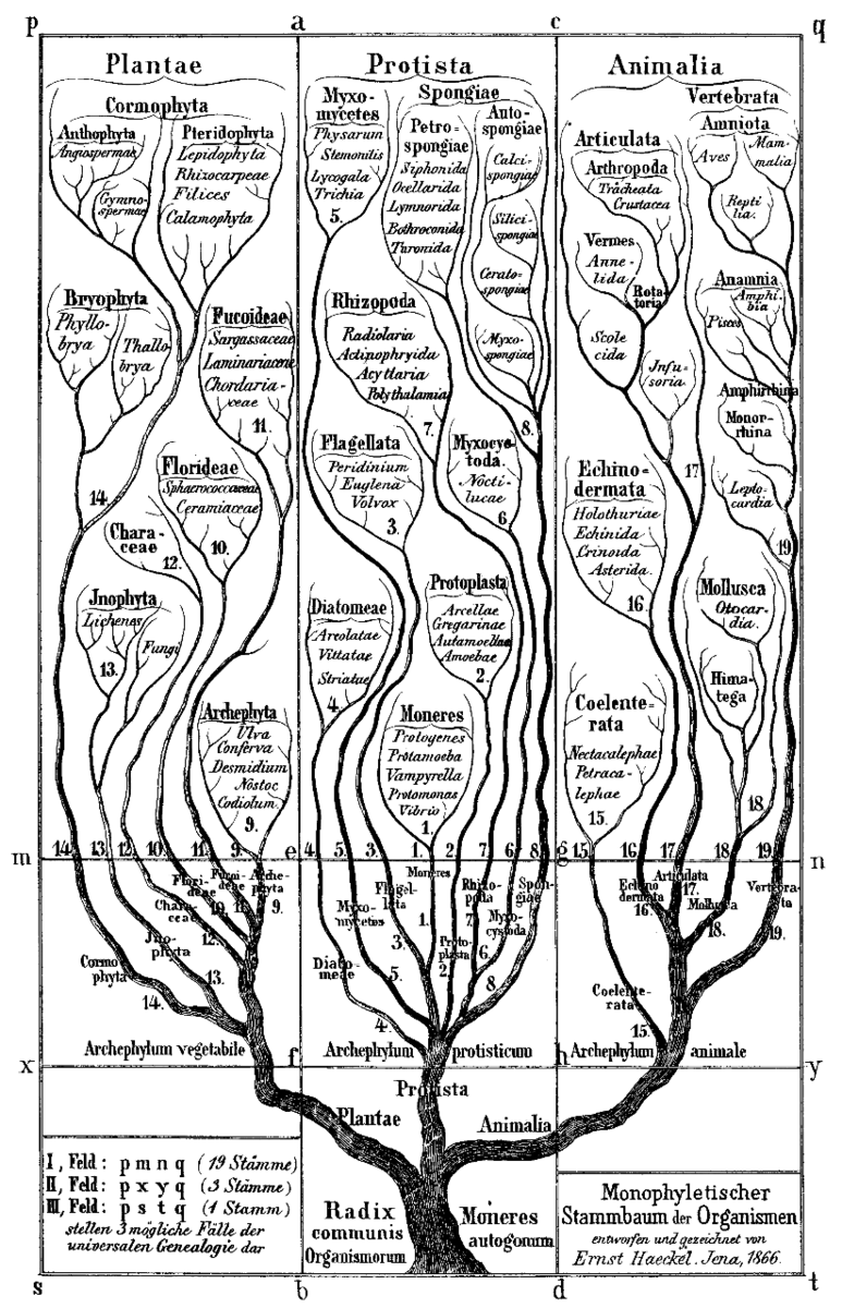 An early hand-drawn tree of life by Ernst Haeckel